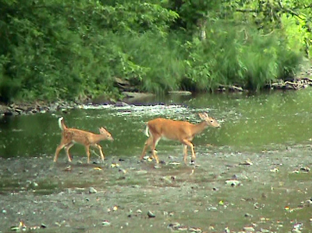 Deer crossing Oil Creek