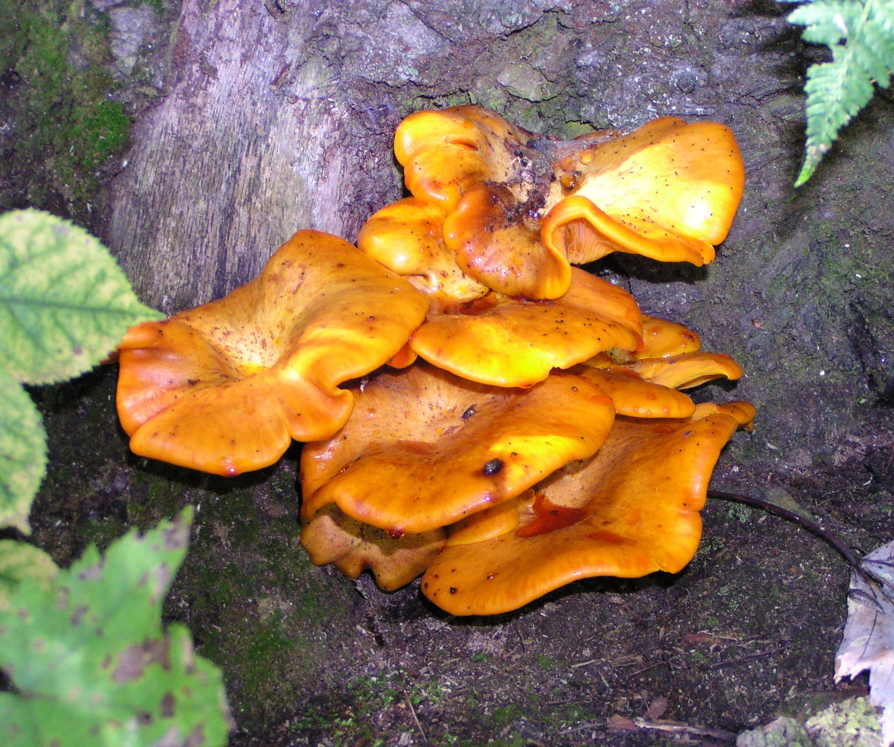 Bracket fungi 3 Puzzel
