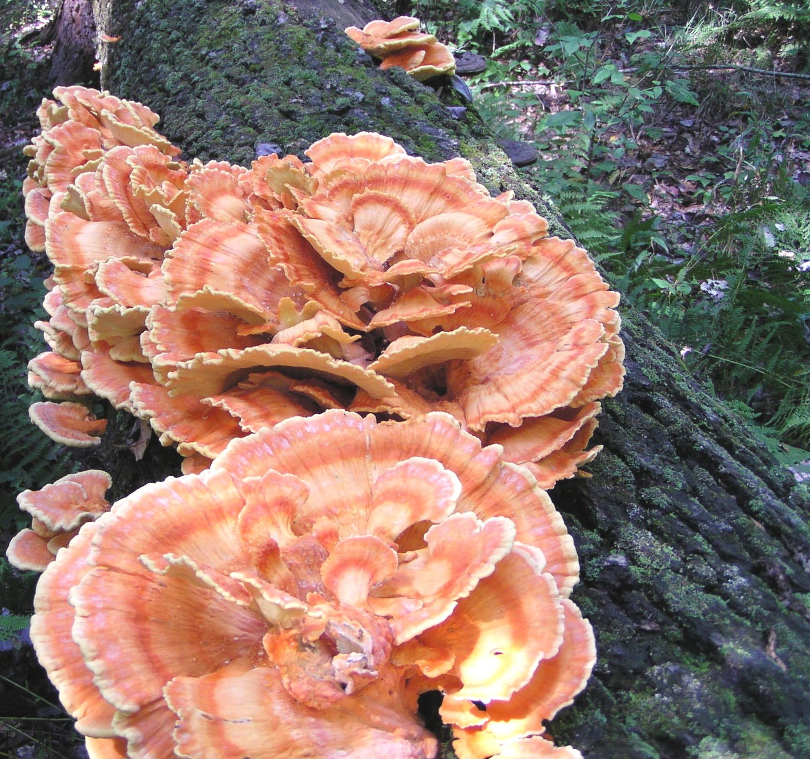 Bracket fungi 8 Puzzel