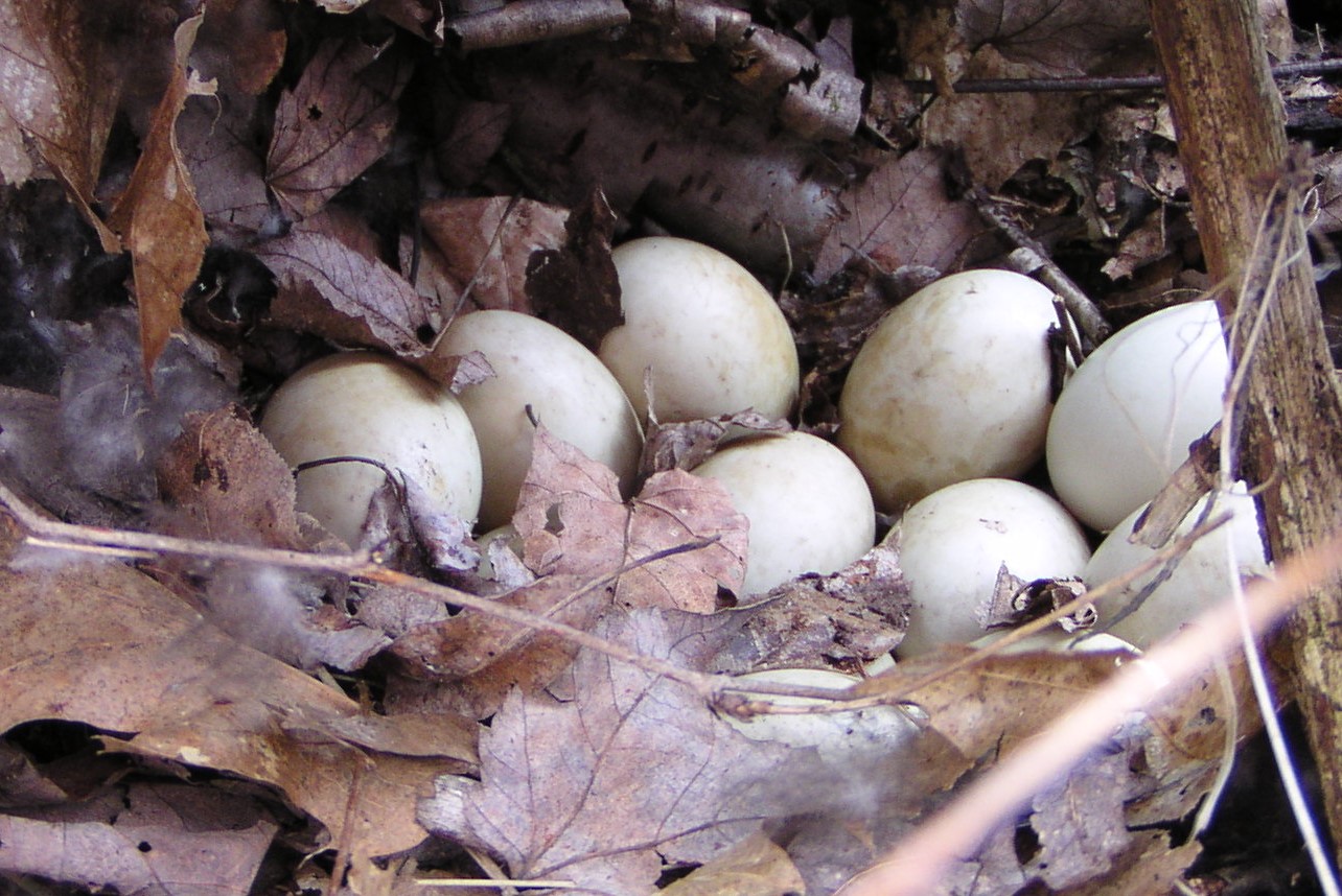 Duck egg nest
